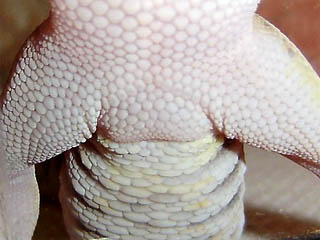 It's a girl!
Es una Chica!