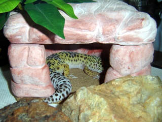 Resting in her cave
Descansando en su cueva