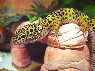 Leo on the roof
Leo sobre su cueva
