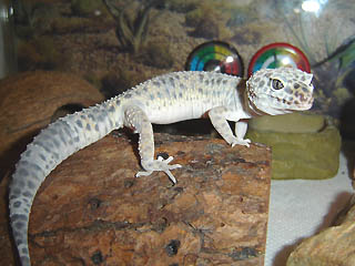 Shedding
Mudando su piel