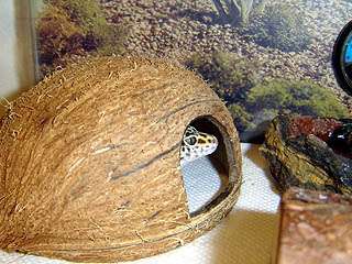 Coconut cave
Cueva de coco