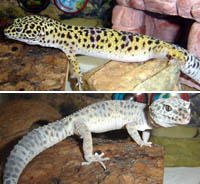 shedding / muda de piel